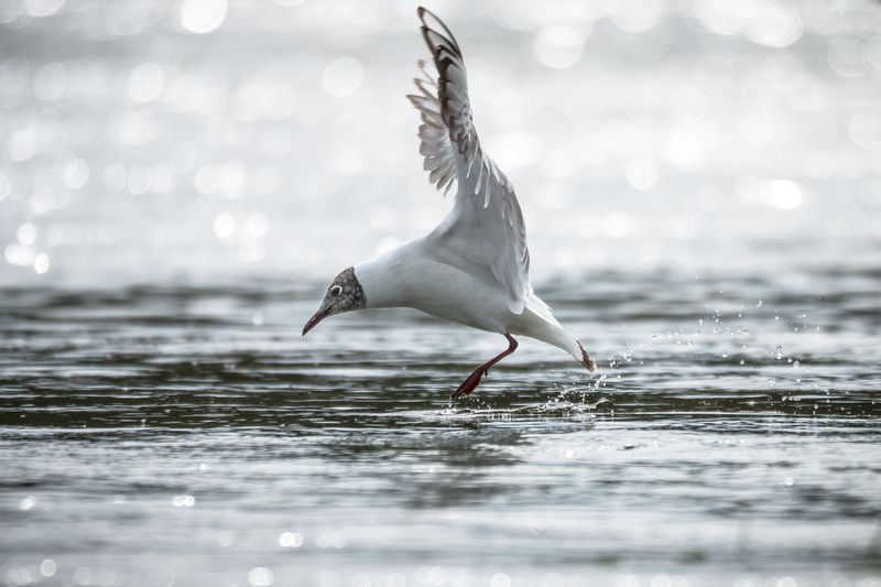 озёрная чайка, блики, боке, весна Погоня за рыбкойphoto preview
