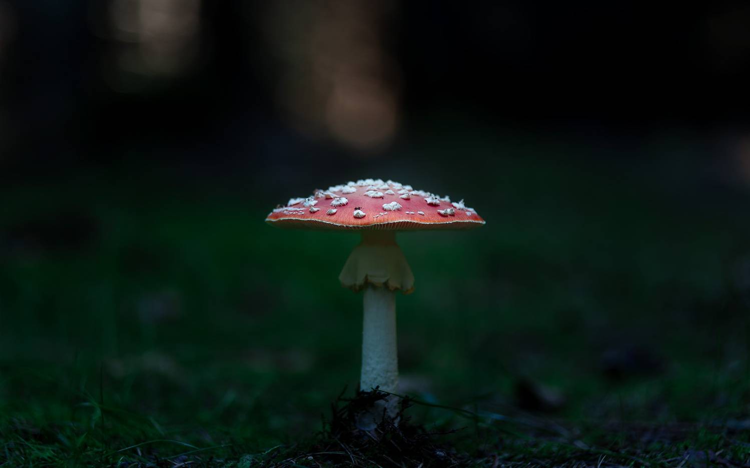 , Загруев Михаил