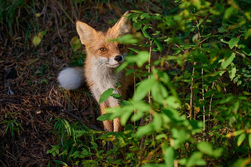 лиса ***photo preview
