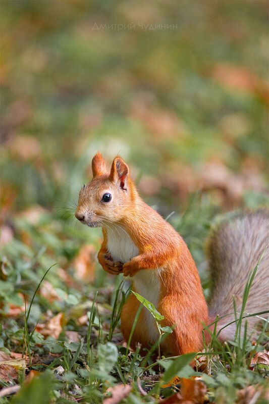 Как уже осень?! Вчера же первое июня было!!!photo preview