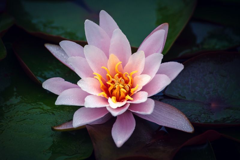 Под дождем.photo preview