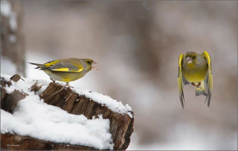 птицы,зима,зеленушки,лети,подальше Лети подальше ) фото превью