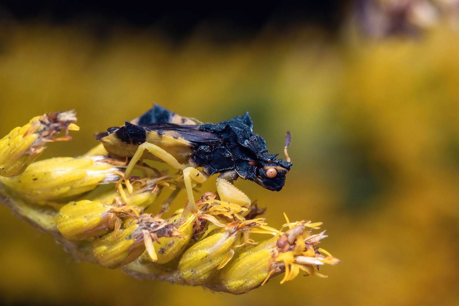макрофото, макрофотографии, фотомакро, насекомые, макромир, макрофотограф, макроаддикт, макро_мир, naturelovers, naturelover, naturephotography, macrolove, macro_love, biodiversity, macrophotography, macro, macronature, entomology, arthropods, arthropod, ,  Stephane