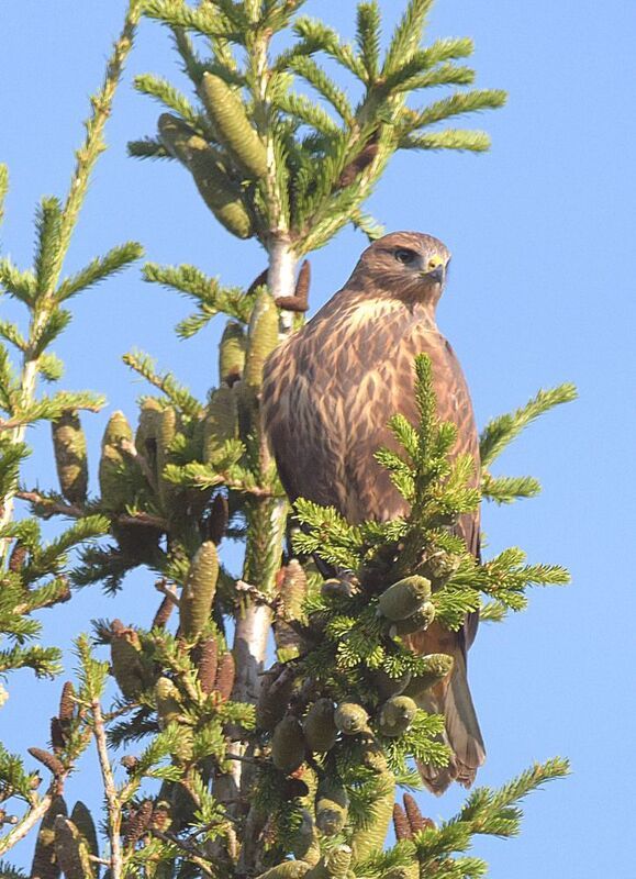В дозоре.photo preview