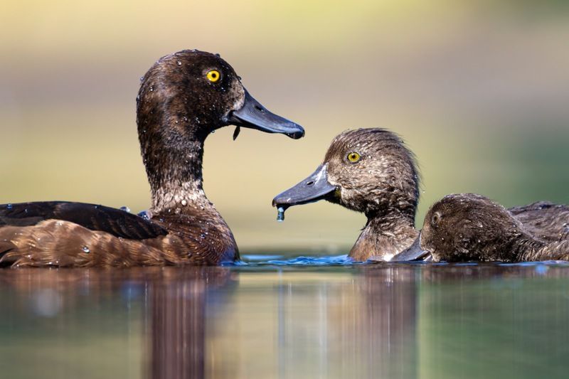 хохлатая чернеть, утка, нырок, птицы, пруд, утенок photo preview