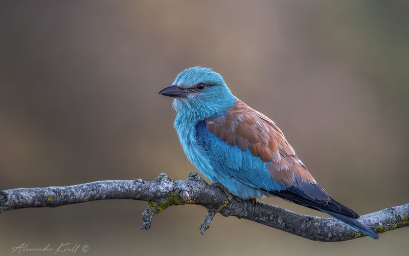 сизоворонка, обыкновенная сизоворонка, ракша, coracias garrulus Ранняя птахаphoto preview