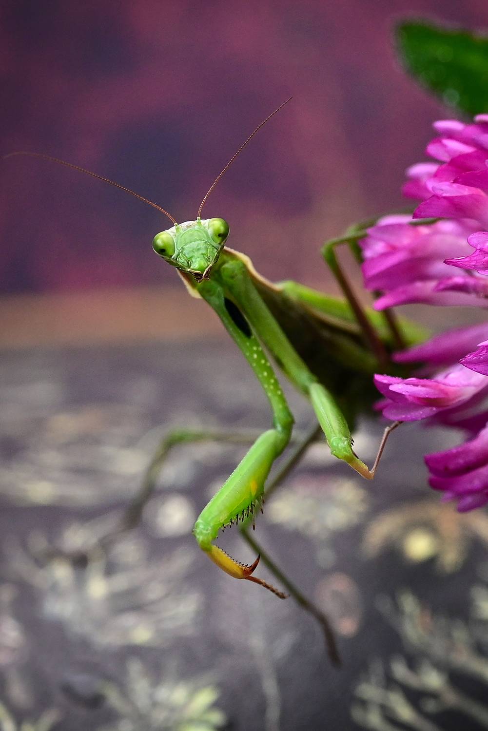Неожиданно . Автор: Калёв Сергей , Калёв Сергей