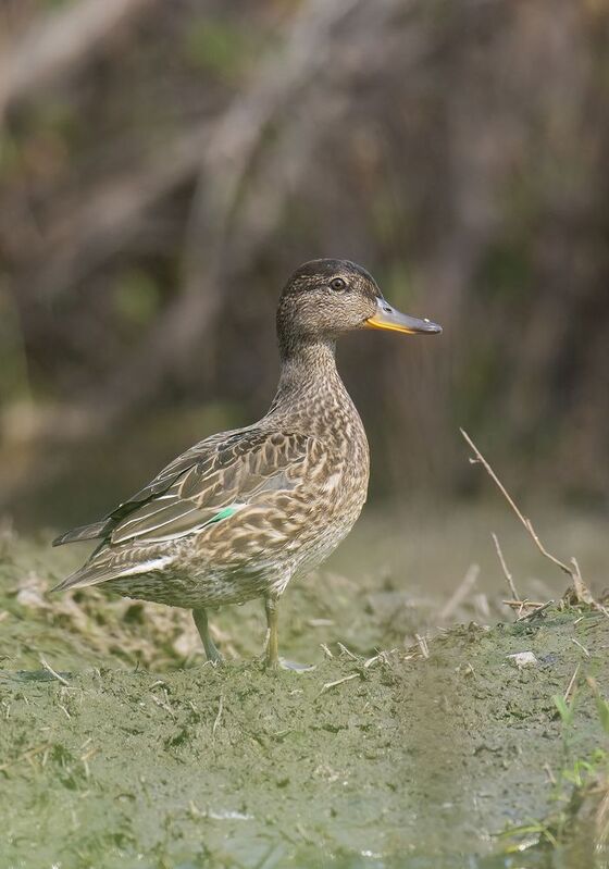 Мини уточка Чирок :)photo preview