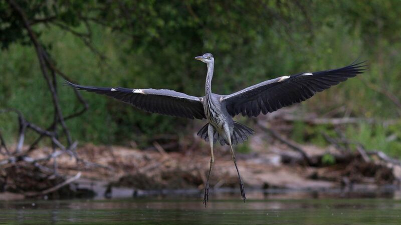 серая цапля, цапля, ardea cinerea, grey heron, heron, куршская коса, куршский залив Взмах широкий, крылья шире, не спешите, три-четыре!photo preview