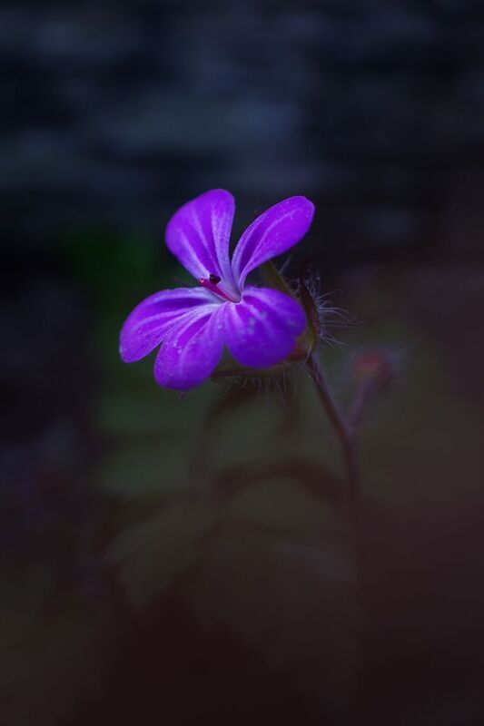 макро, цветок, flower, macro Фиолетовые грёзы фото превью