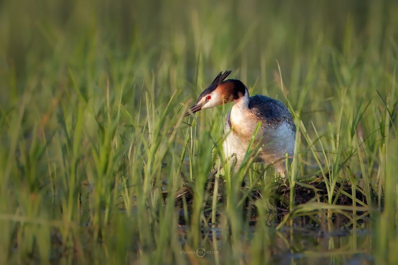 Чомгаphoto preview