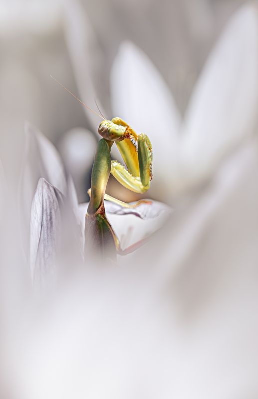 Оле Лукойеphoto preview