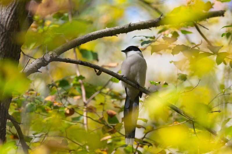 сорока, голубая сорока, птица, птицы, осень, природа, фотоохота, иркутск Осень голубой сорокиphoto preview