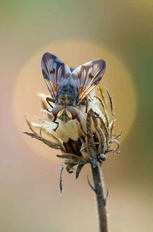 Муха Мухаphoto preview