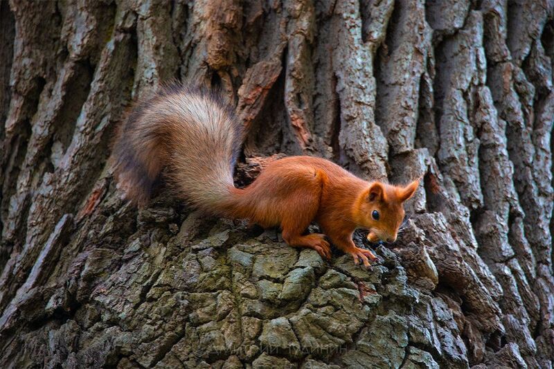 С сигарой??photo preview