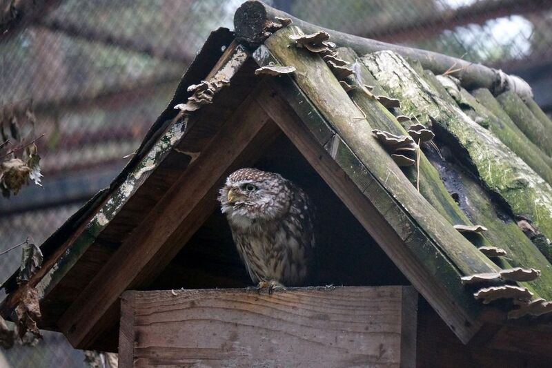 сыч, птица, совы, совиные, животные, дикие животные, настоящие птицы, Мохноногий сыч.photo preview