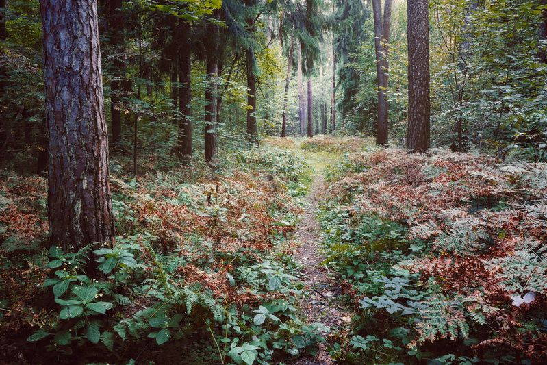 лес, деревья, листва, свет, осень В осеннем лесуphoto preview