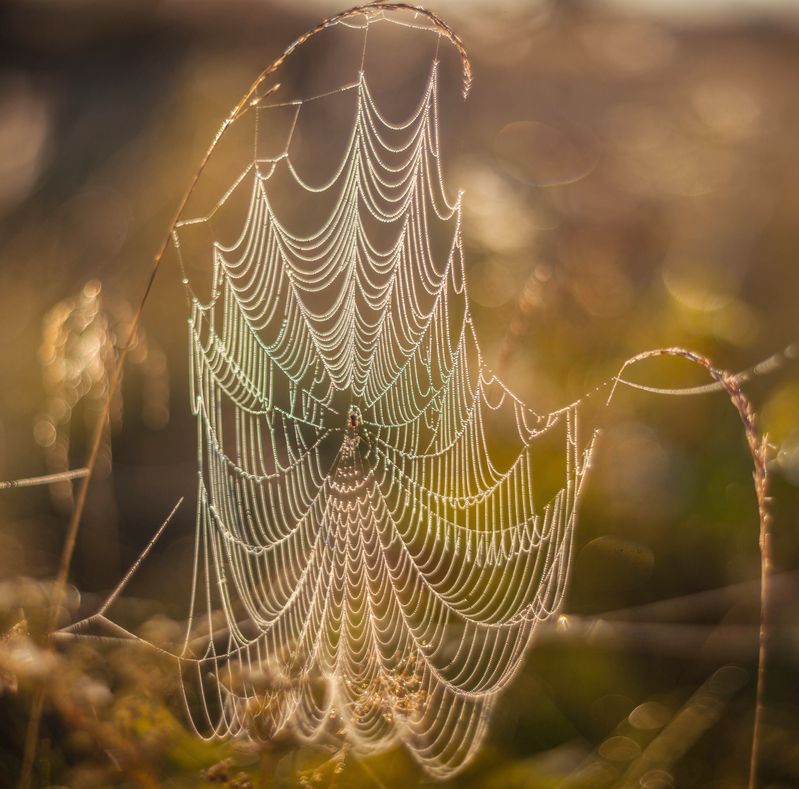 паутинка , осень photo preview