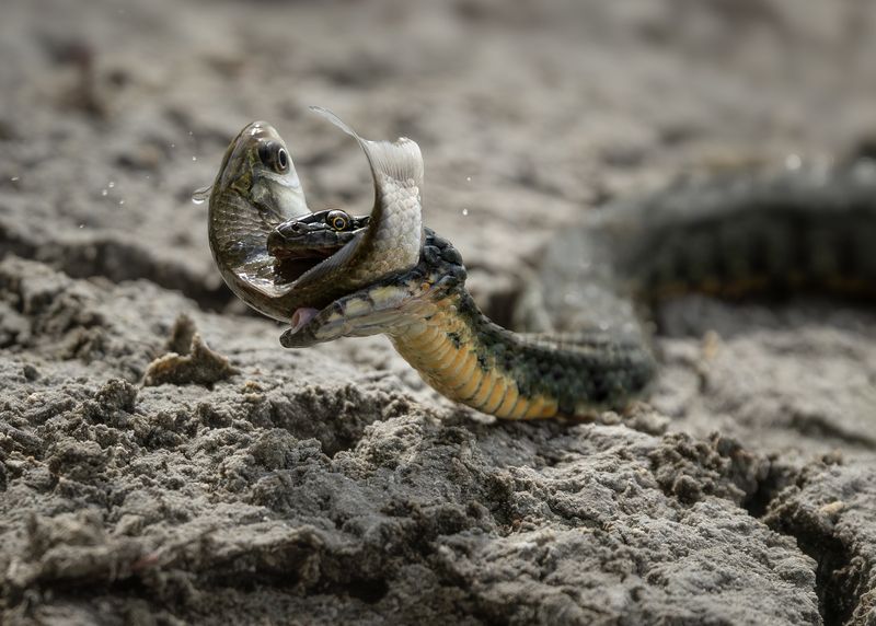 охота водяного ужаphoto preview