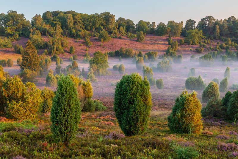 Lüneburg Heath, Germanyphoto preview
