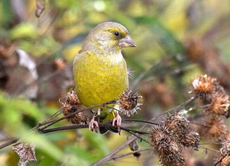 Зеленушкаphoto preview