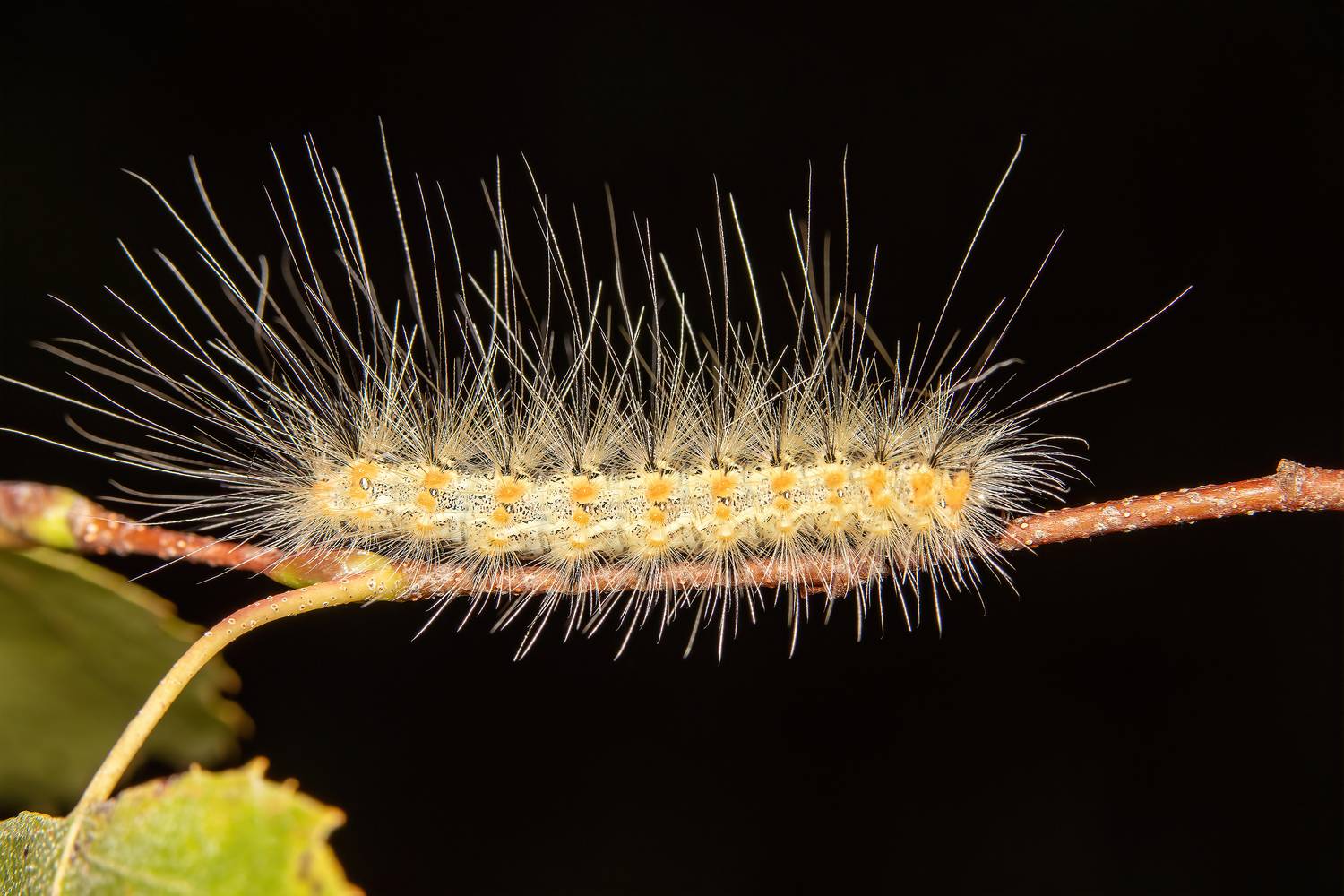 макрофото, макрофотографии, фотомакро, насекомые, макромир, макрофотограф, макроаддикт, макро_мир, naturelovers, naturelover, naturephotography, macrolove, macro_love, biodiversity, macrophotography, macro, macronature, entomology, arthropods, arthropod, ,  Stephane