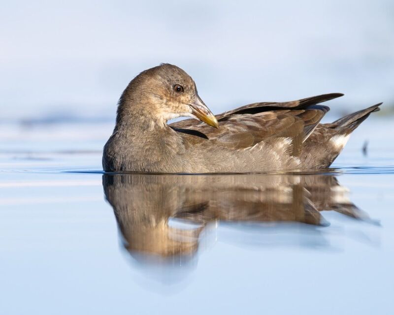 камышница, птицы Камышницаphoto preview