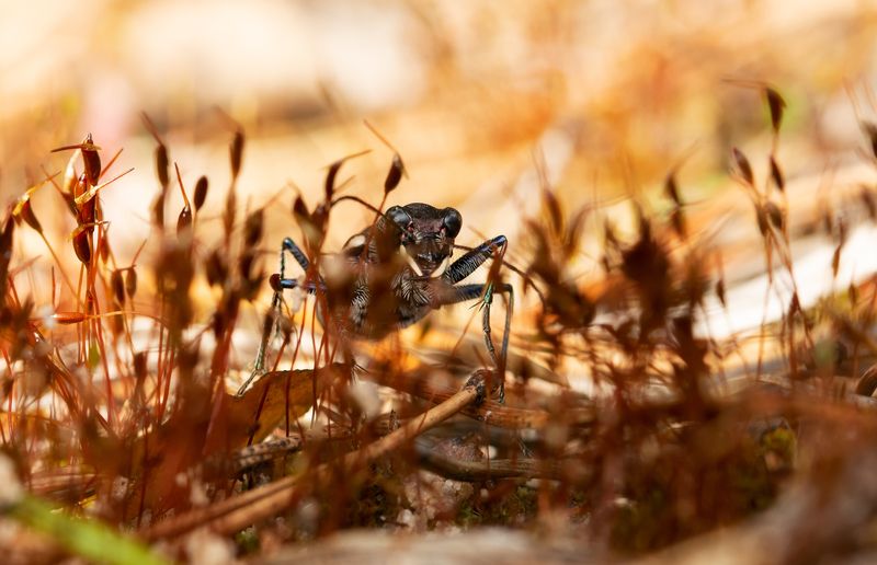 скакун лесной, cicindela sylvatica, скакуны, cicindelinae, жужелицы, carabidae, жук Однажды в саваннеphoto preview