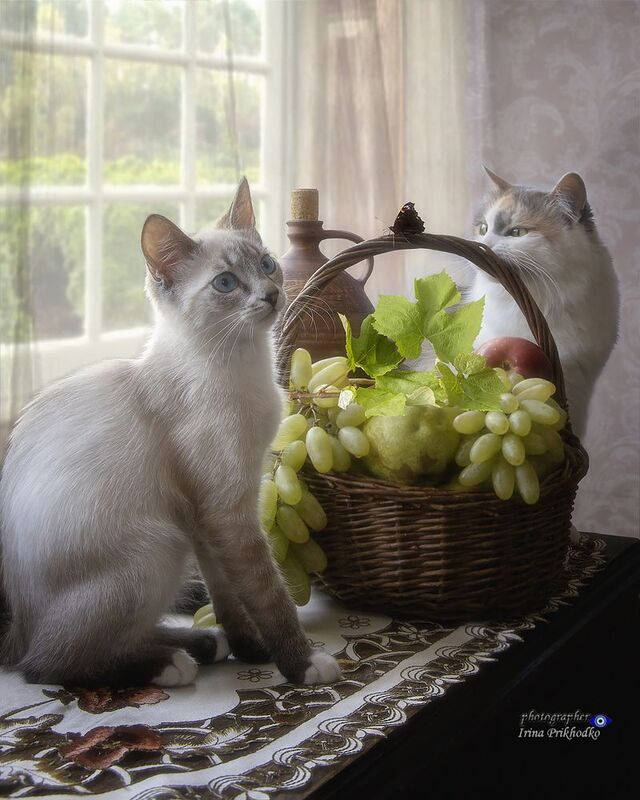 животные, котопортрет, кошки, домашние животные, питомцы, корзина фруктов, интерьер Любопытные котятаphoto preview