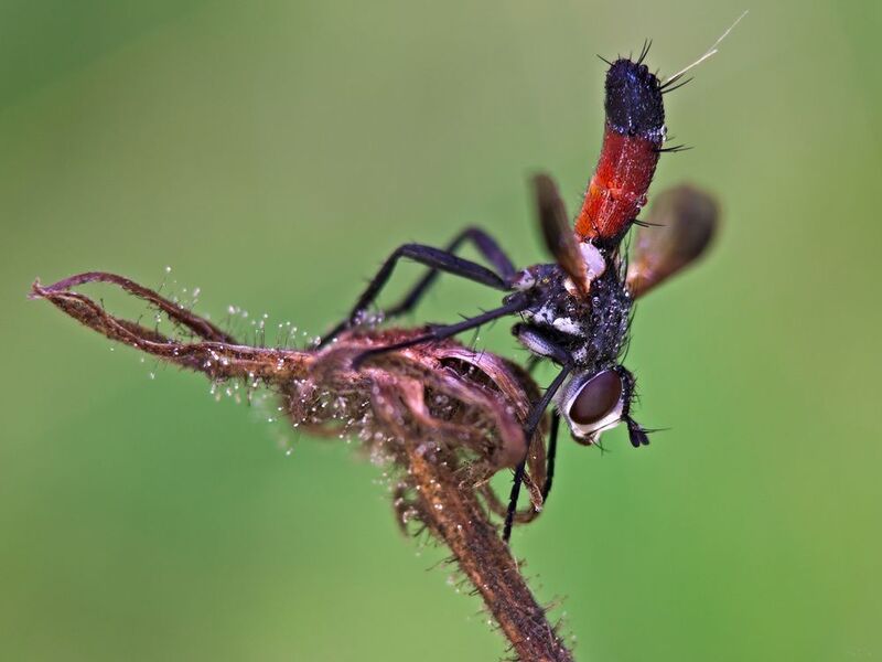 ежемуха цилиндромия #муха1photo preview