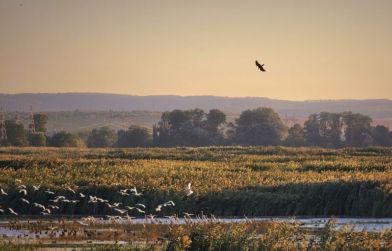 Охотникphoto preview