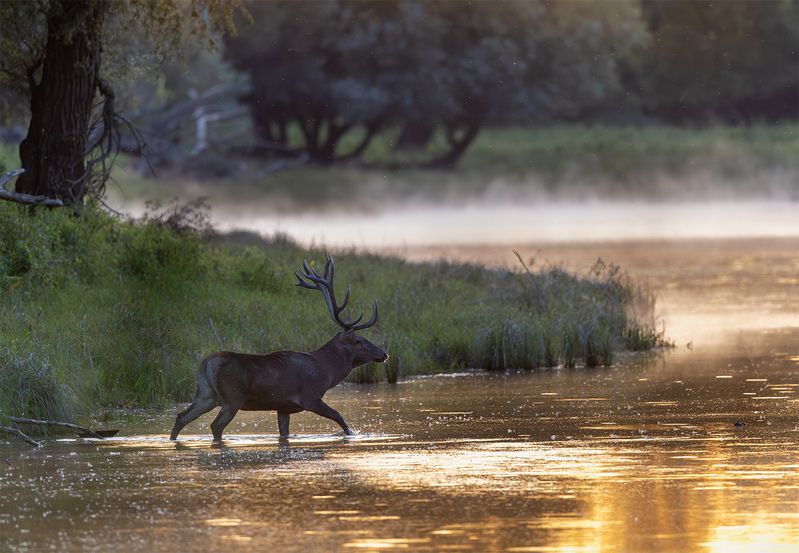 *** фото превью