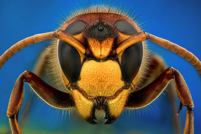 ceclii, macro  фото превью