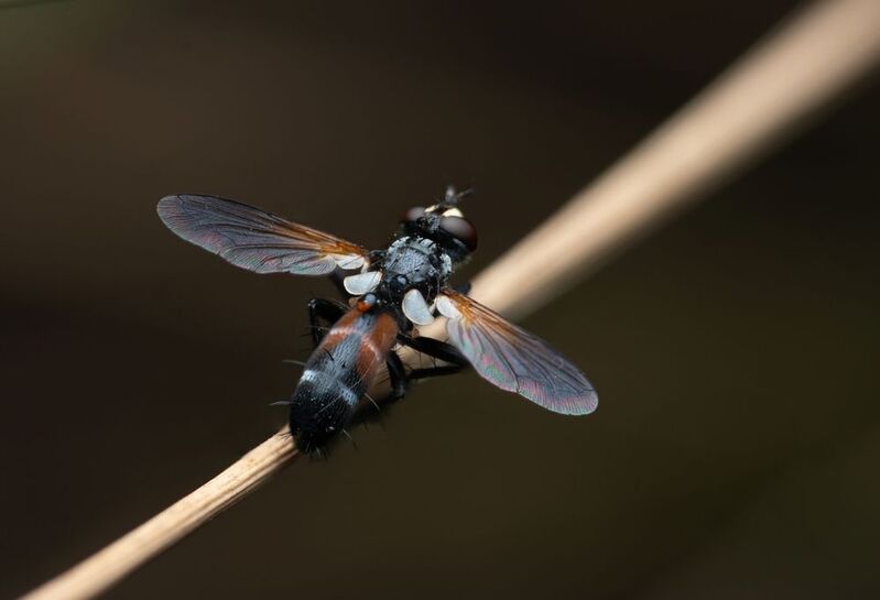 Cylindromyia auricepsphoto preview