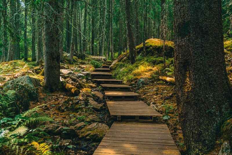 Лесная лестницаphoto preview