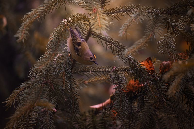 природа, лес, поля, огороды, животные, птицы, макро Осеннее настроениеphoto preview