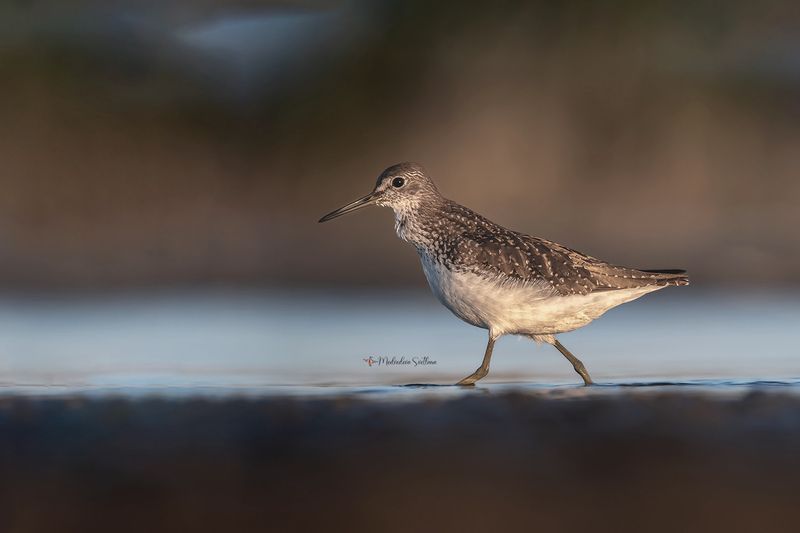 фотоохота, птица, кулики, осень, птицы, черныш На закате.photo preview