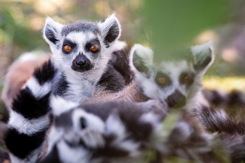 Lemur cattaphoto preview