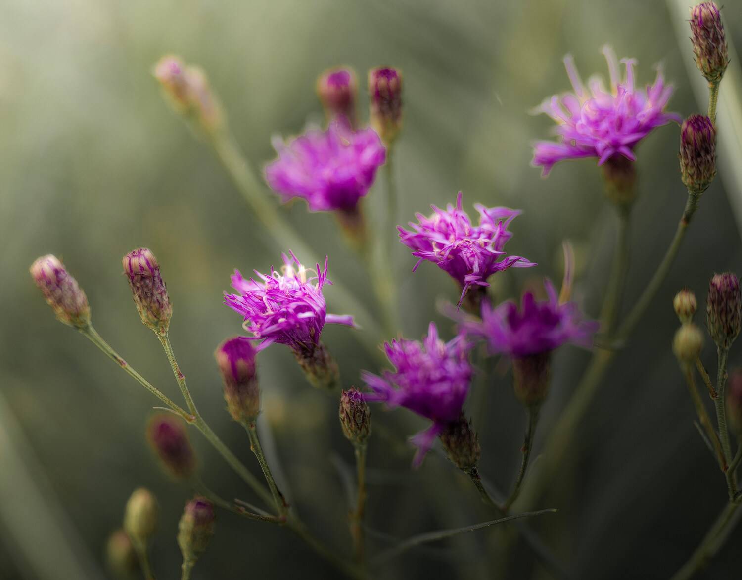 Цветы, Igor Lukin