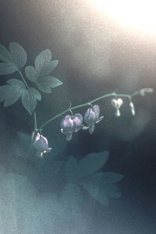 макро, macro, цветы, flowers, лето, summer Дицентра (Разбитое Сердце)photo preview