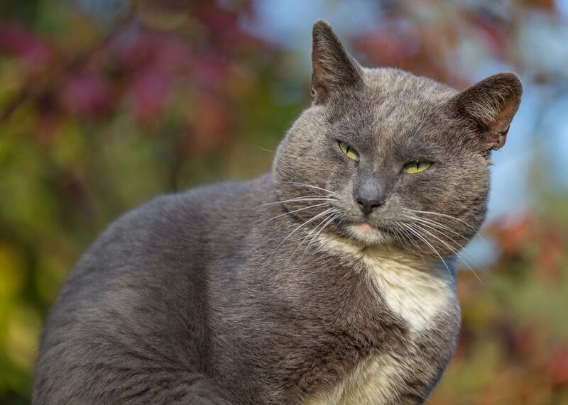 Альфа-самец.photo preview