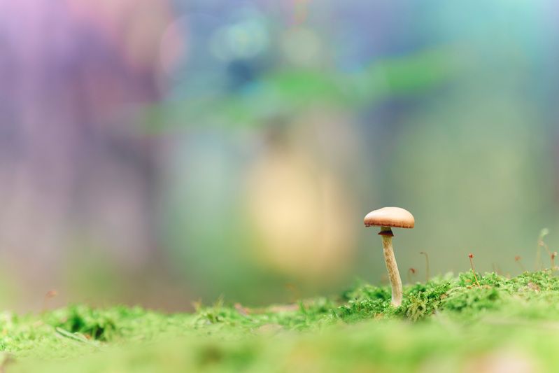 гриб Маленький грибочекphoto preview