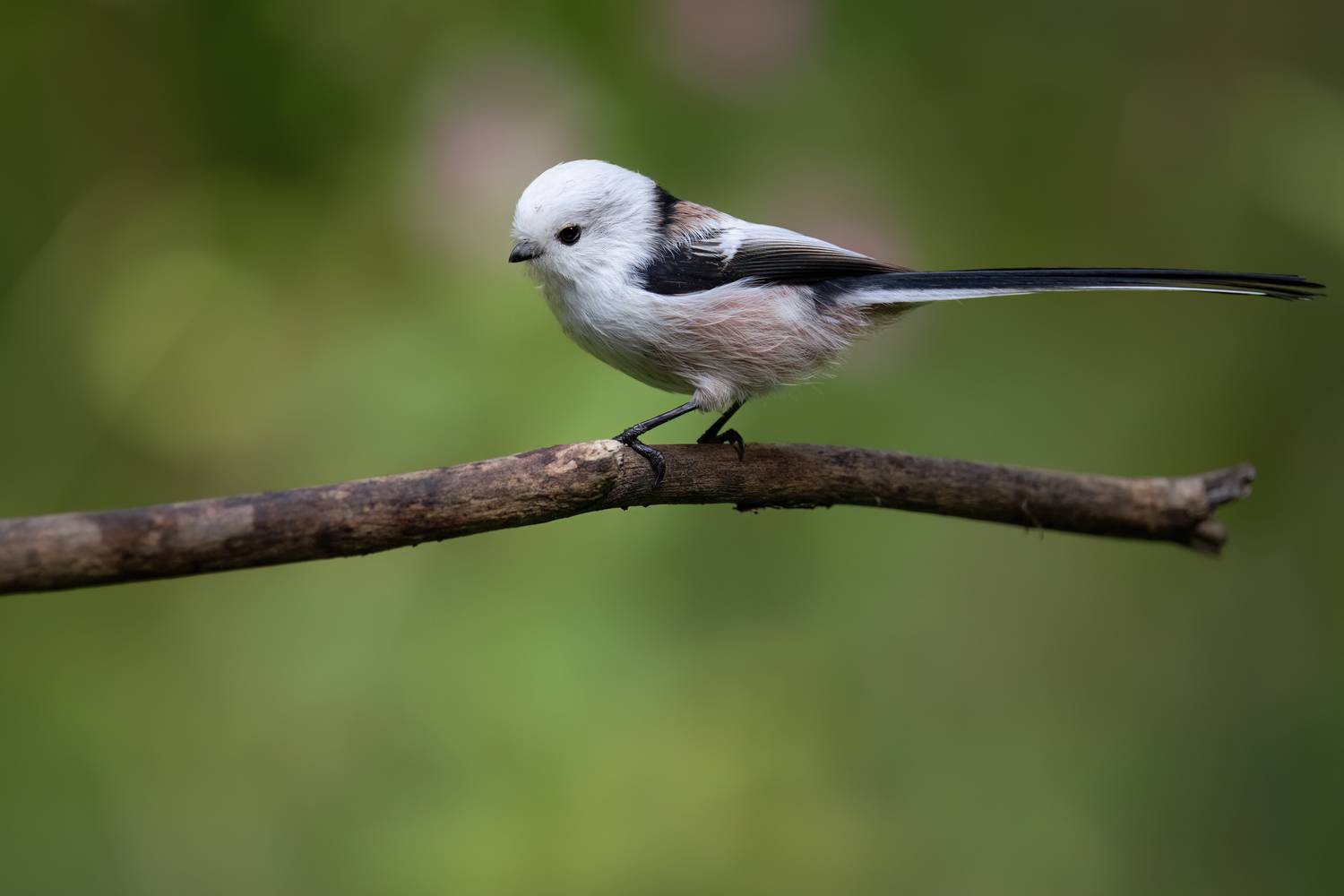 Ополовник. Автор: Марат Кучкаев , Марат Кучкаев