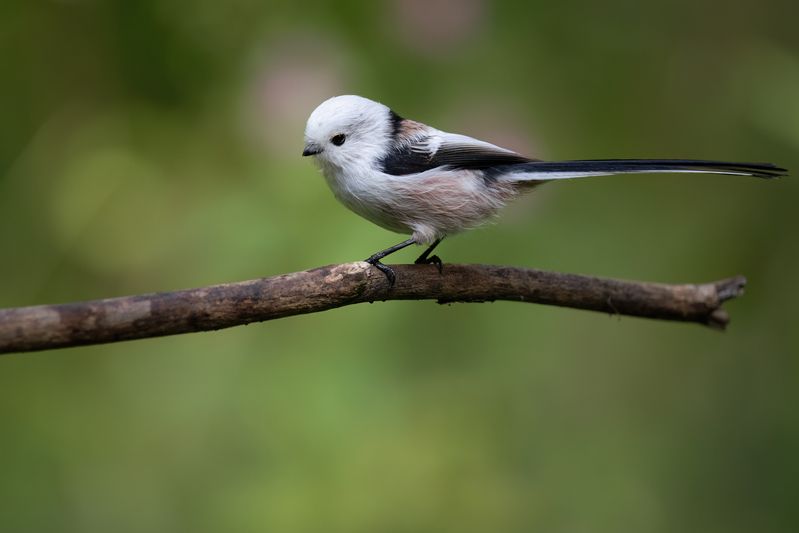 Ополовникphoto preview