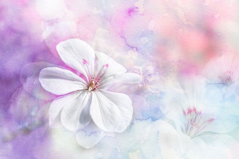 close-up Нежность сентября... фото превью