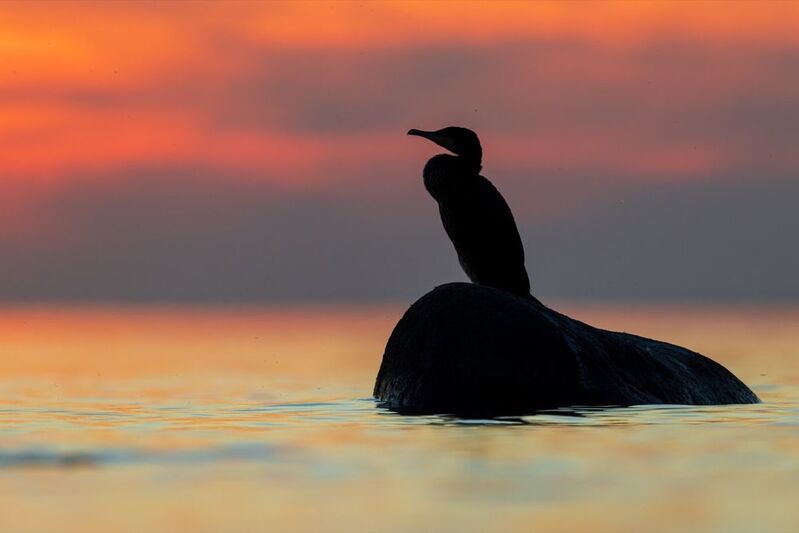 баклан, закат, финский залив, птицы photo preview