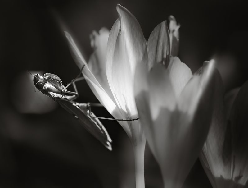 Гиперболоид инженера Гаринаphoto preview