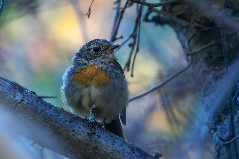 вечером в садуphoto preview