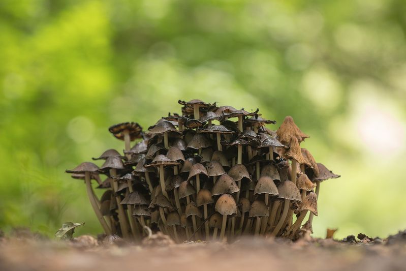 Лесная ротаphoto preview