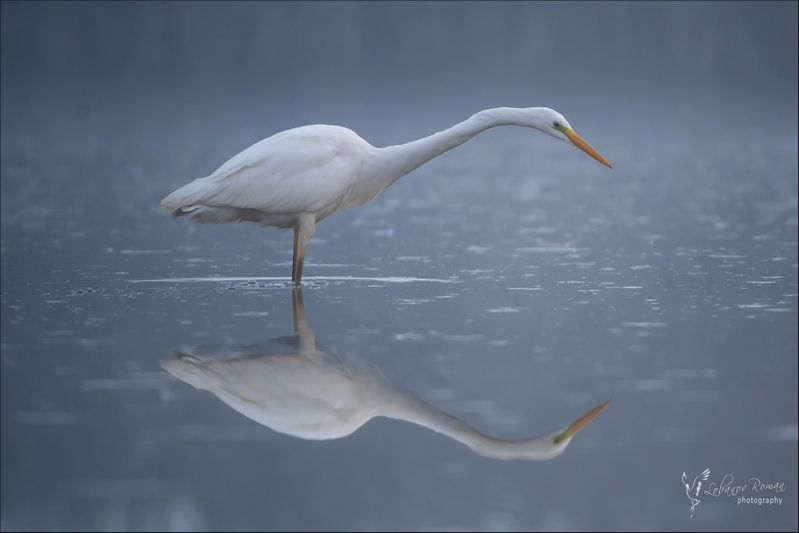 Утро белой охотницы фото превью